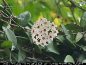 球兰属植物