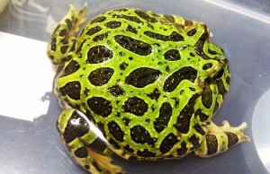 角蛙