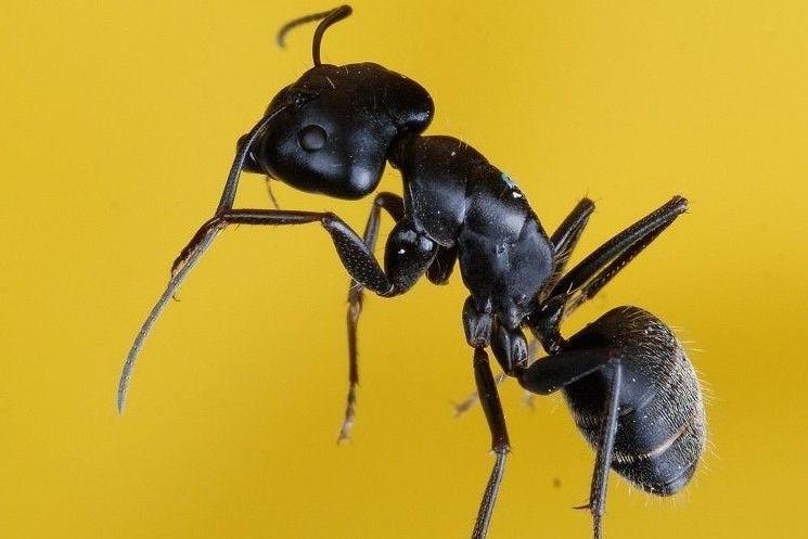 黑蚂蚁(蚁科多刺蚁属动物)_搜狗百科