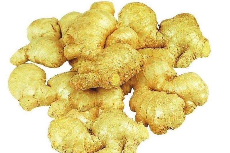 生姜 姜科姜属植物 搜狗百科 生姜 姜科姜属植物 搜狗百科
