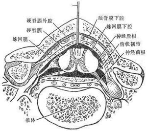 皮肤