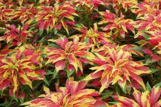 雁来红 苋科苋属植物 搜狗百科 雁来红 苋科苋属植物 搜狗百科