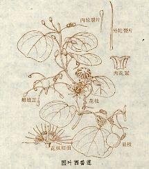 圆叶西番莲