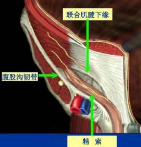 腹股沟管浅环