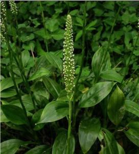 别名一枝花,石凤丹,随身丹,小瓢儿菜.香根芹多年生草本,高40～60厘米.