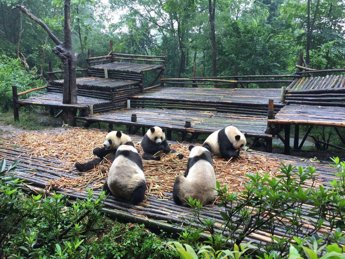 成都大熊猫繁育研究基地