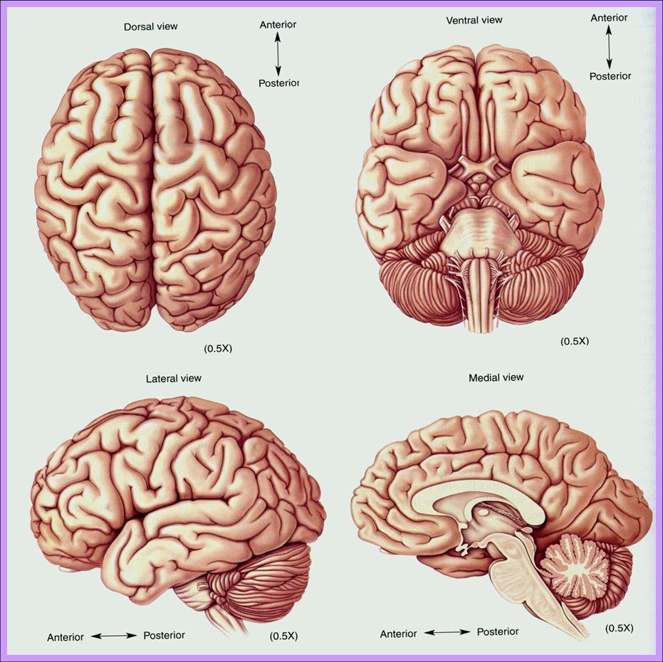 大脑半球解剖图手绘图片