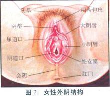 外阴