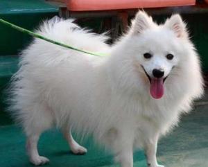 银狐犬 搜狗百科