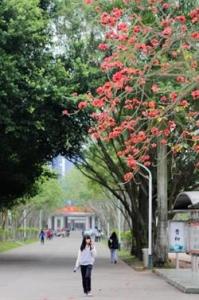 学校风光