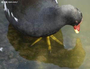 红冠水鸡图册