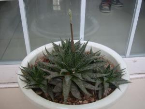 木锉芦荟