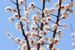 杏梅 蔷薇科杏属植物 搜狗百科