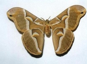 眉纹天蚕蛾,samia cynthia(drury, 1773),天蚕蛾科樗蚕蛾属的一种昆虫