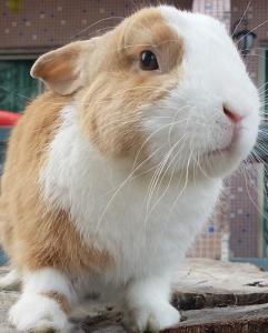 短耳黄白侏儒兔