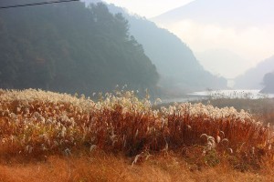荻花