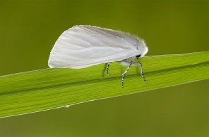 大余小白巢蛾 - 搜狗百科