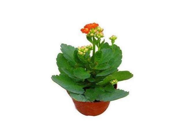 风水植物 搜狗百科 风水植物 搜狗百科