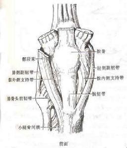 运动系统