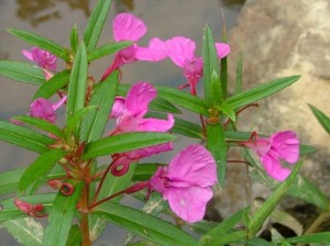 凤仙花属 搜狗百科