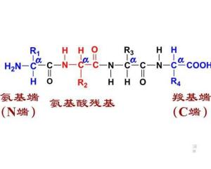 由多个氨基酸相互连接形成的含有多个肽键的一条   链状结构称为肽链