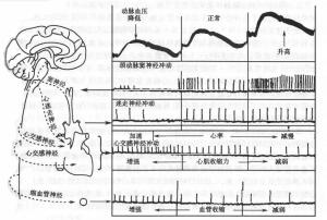 颈动脉窦反射图