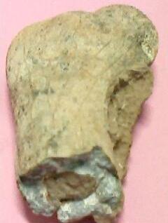 骨化石 搜狗百科