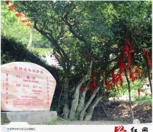 张家界茶马古道