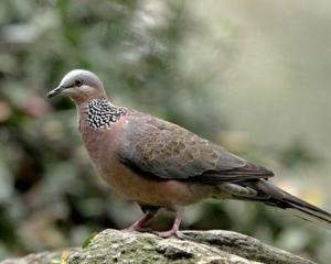 (學名:spilopelia chinensis),鳩鴿科珠頸斑鳩屬鳥類,俗稱