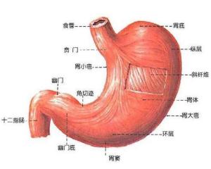 胃下垂 搜狗百科