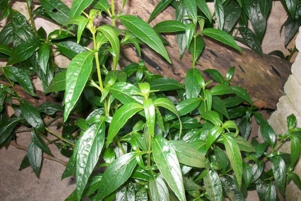 苦草 水鳖科苦草属植物 搜狗百科 苦草 水鳖科苦草属植物 搜狗百科