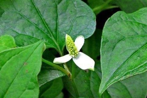 鱼腥草 医药学 搜狗百科