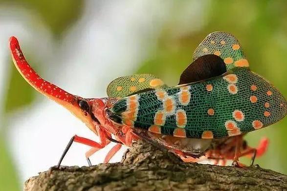 龙眼鸡 蜡蝉科东方蜡蝉属动物 搜狗百科 龙眼鸡 蜡蝉科东方蜡蝉属动物 搜狗百科