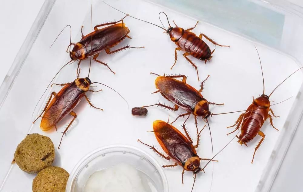 蟑螂卵孵化过程图片