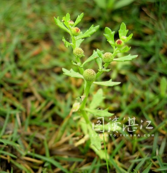 鹅仔不食草可以泡水喝吗 0