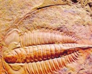 澄江古生物化石群 搜狗百科 澄江古生物化石群 搜狗百科