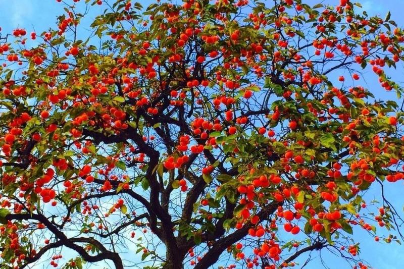 柿子树 柿科柿属植物 搜狗百科