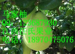 马家柚图册