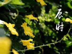 辰时