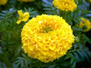 万寿菊花