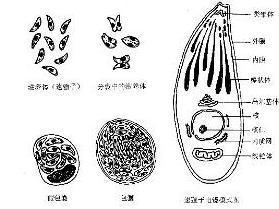 弓形蟲屬於形體最小,結構簡單的一類叫作原蟲的寄生蟲.