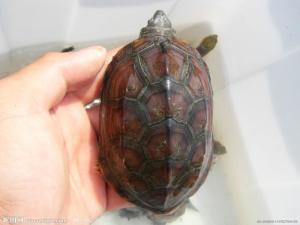 腊戍拟水龟