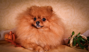 德国博美犬