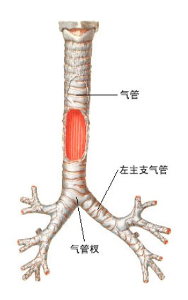 气管炎