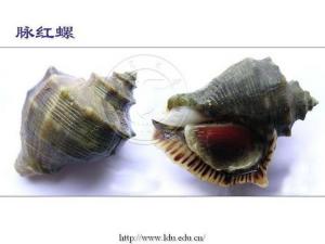 红螺图片欣赏