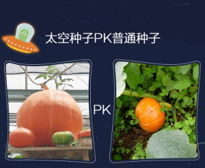 编辑3主要优点太空种子培育过程示意图太空种子是由中国航天工业总