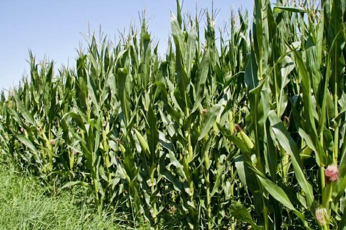 经济作物 搜狗百科