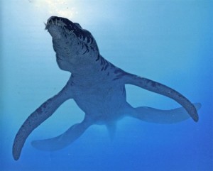 方舟生存进化蛇颈龙图片