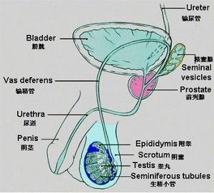 逆行射精