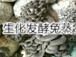莲子壳生化发酵增温种植平菇